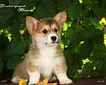 Собаки в Мытищах: Щенки вельш-корги пемброк Девочка, 70 000 руб. - фото 8