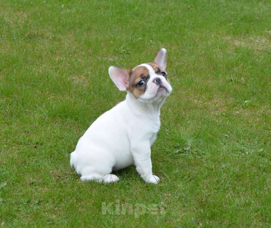 Собаки в Твери: Французская булочка Девочка, 40 000 руб. - фото 7