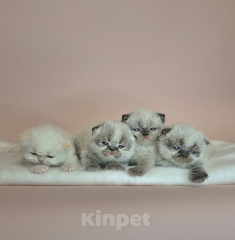 Кошки в Москве: Экзотические короткошерстные котята Девочка, Бесплатно - фото 4