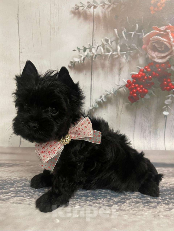 Собаки в Москве: Щенок черного йорка Мальчик, 66 000 руб. - фото 2