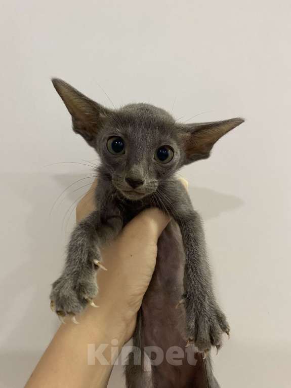 Кошки в Краснодаре: Ориентальный котенок Девочка, Бесплатно - фото 1