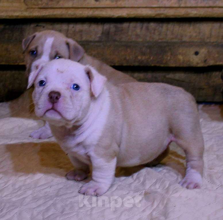 Собаки в Братске: Булочки Разнополые, 70 000 руб. - фото 6