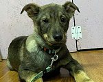 Собаки в Клине: Фрэдди Мальчик, Бесплатно - фото 7