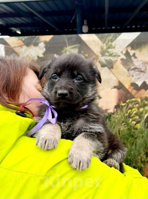 Собаки в Москве: Щенки вео  Девочка, 50 000 руб. - фото 2