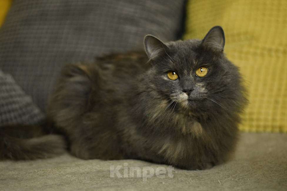 Кошки в Москве: кошка Хлоя в добрые руки Девочка, Бесплатно - фото 2