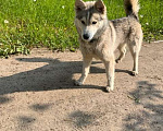 Собаки в Ногинске: Найдена собака Девочка, Бесплатно - фото 4