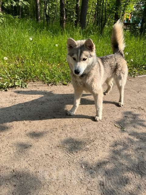 Собаки в Ногинске: Найдена собака Девочка, Бесплатно - фото 4