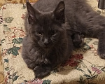 Кошки в Пензе: Котенок Мей кун Девочка, 25 000 руб. - фото 5