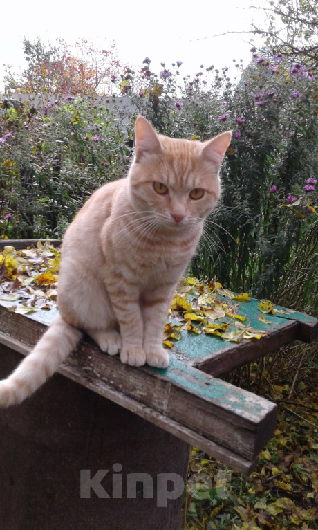 Кошки в Брянске: Кот Мальчик, Бесплатно - фото 6