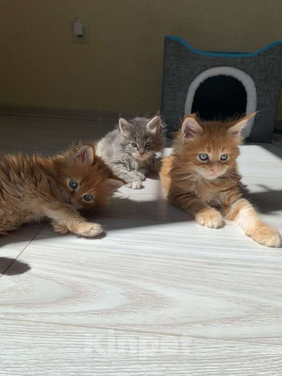 Кошки в Москве: Котёнок Мейн кун от чемпиона  Мальчик, 50 000 руб. - фото 4