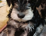 Собаки в Красноярске: Цвергшнауцер щенки Девочка, 50 000 руб. - фото 2