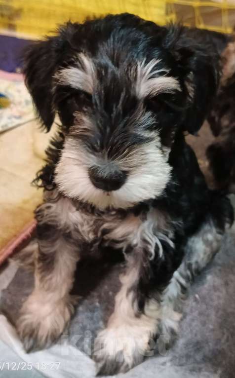 Собаки в Красноярске: Цвергшнауцер щенки Девочка, 50 000 руб. - фото 2