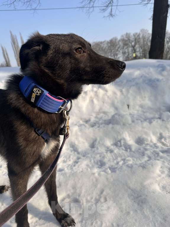 Собаки в Уфе: Щенок Мальчик, 200 руб. - фото 5