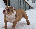 Собаки в Москве: Очаровательный  щенок булли покет Девочка, 110 руб. - фото 3