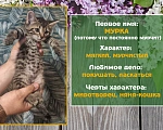 Кошки в Санкт-Петербурге: Добрая кошка Мурка Девочка, 1 руб. - фото 2