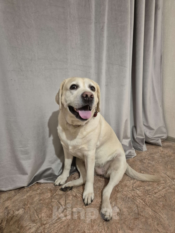 Собаки в Воронеже: Продам/отдам в хорошие руки собаку Девочка, Бесплатно - фото 8