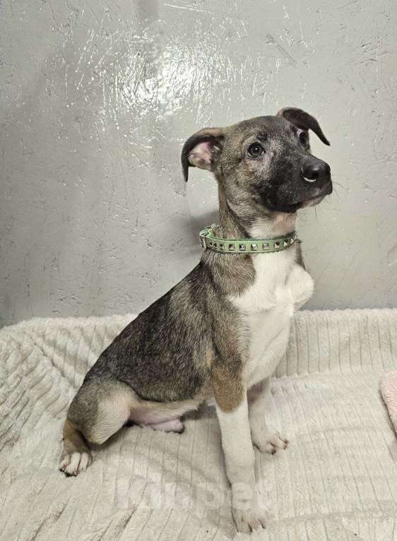 Собаки в Санкт-Петербурге: Лёлик и Болик. Очень ждут своего человека Мальчик, Бесплатно - фото 5