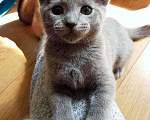 Кошки в Москве: Русские голубые котята, 45 000 руб. - фото 2