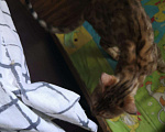 Кошки в Оленегорске: Бенгальские котята., 10 000 руб. - фото 3