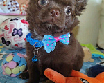 Собаки в Казани: Питомниковый щенок Чихуахуа Мальчик, 35 000 руб. - фото 2