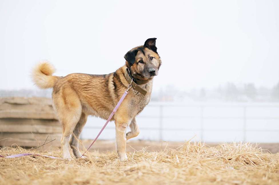 Собаки в Москве: Бублик Мальчик, Бесплатно - фото 1