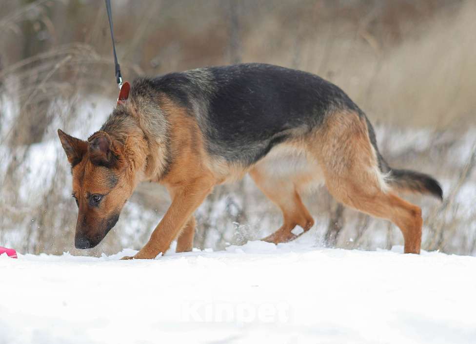 Собаки в Москве: Овчарка ищет дом Девочка, Бесплатно - фото 4