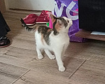 Кошки в Волгограде: Котенок в добрые руки Девочка, Бесплатно - фото 2