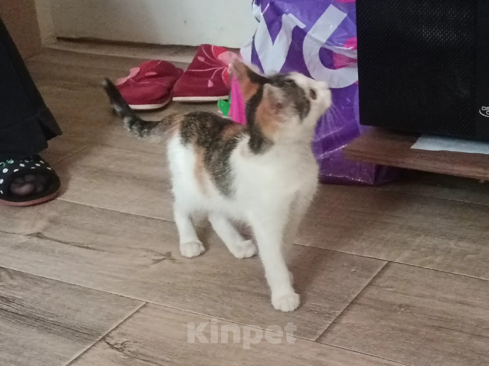 Кошки в Волгограде: Котенок в добрые руки Девочка, Бесплатно - фото 2