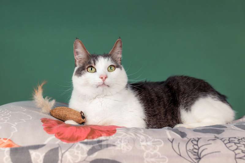 Кошки в Москве: Ласковый кот Масяня с кисточками на ушах и искренней улыбкой Мальчик, Бесплатно - фото 9