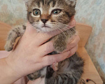 Кошки в Оренбурге: Кот Девочка, 1 руб. - фото 1