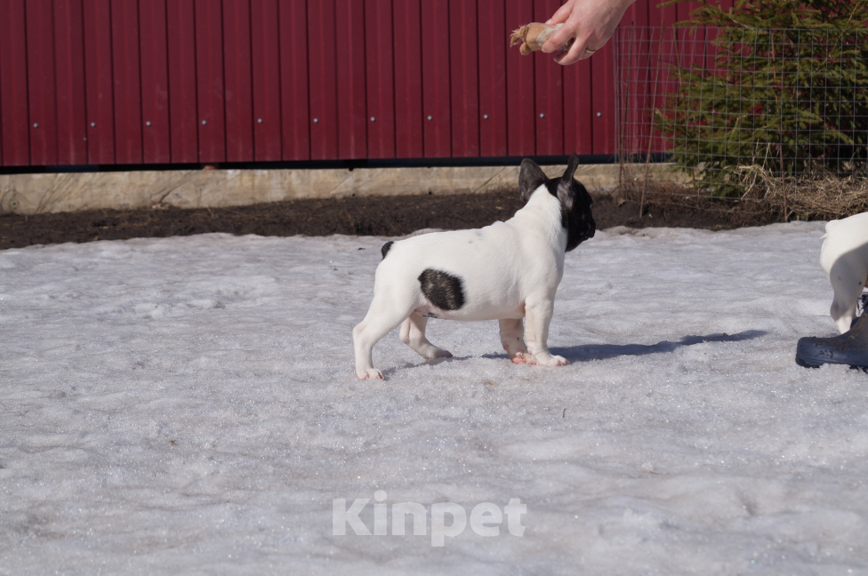 Собаки в других городах Воронежской области: Щенки Французского бульдога Мальчик, Бесплатно - фото 5