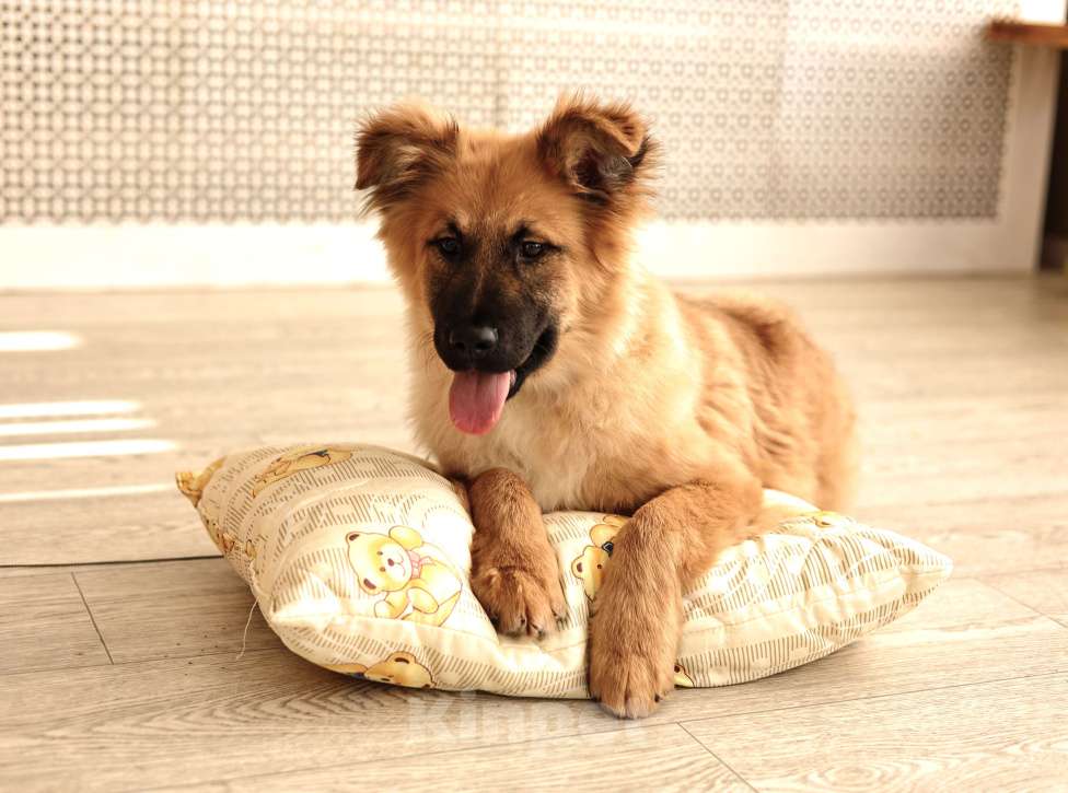 Собаки в Москве: Щенки бесплатно в Москве Мальчик, Бесплатно - фото 6