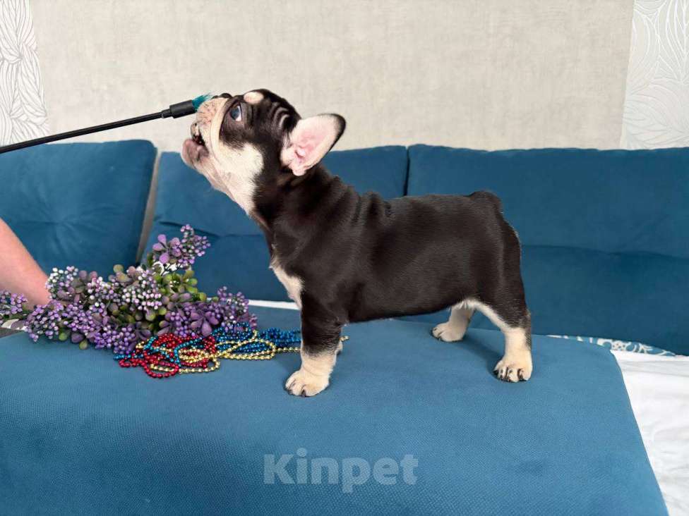 Собаки в Красноярске: Французский бульдог щенок, девочка Девочка, Бесплатно - фото 10