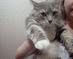 Кошки в Ярославле: серый Крассавчик Мальчик, Бесплатно - фото 1