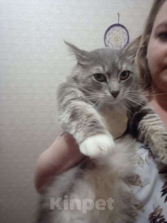 Кошки в Ярославле: серый Крассавчик Мальчик, Бесплатно - фото 1