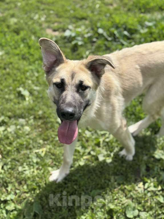 Собаки в Москве: Люсенька ожидает в приюте своих родителей Девочка, Бесплатно - фото 3
