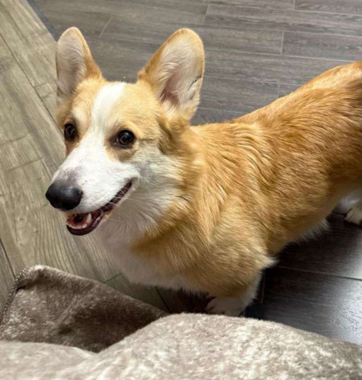 Собаки в Иркутске: Потерялся Корги по кличке Гарик. Мальчик, Бесплатно - фото 3