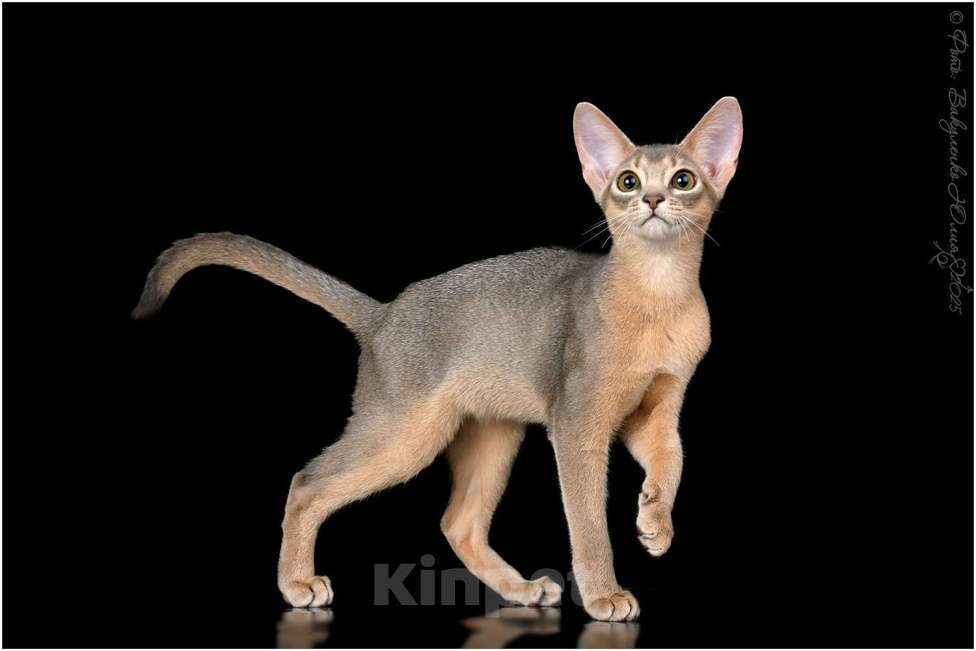 Кошки в Краснодаре: Абиссинский котенок голубого окраса  Девочка, 75 000 руб. - фото 1