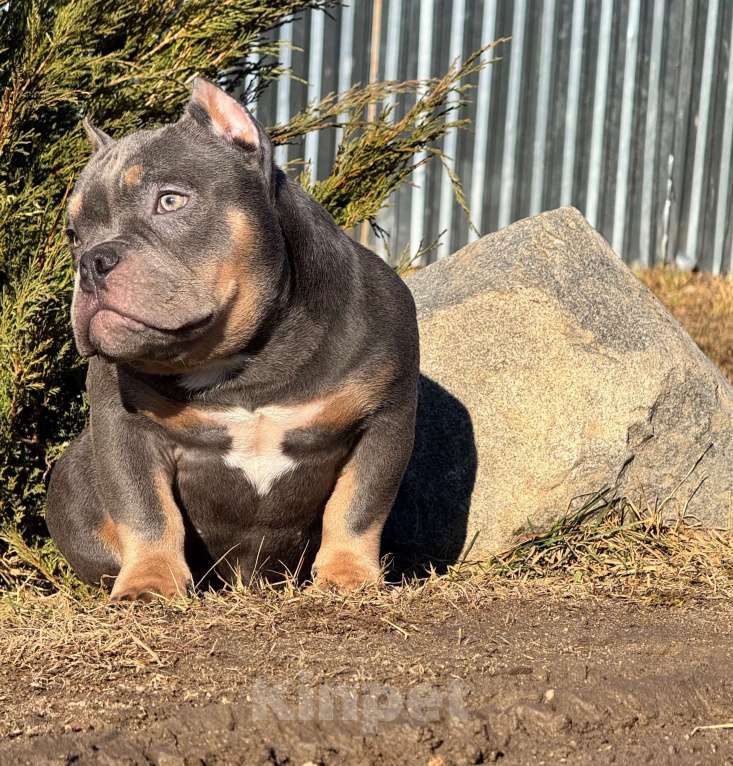 Собаки в Москве: Щенок американского булли Мальчик, 140 руб. - фото 4