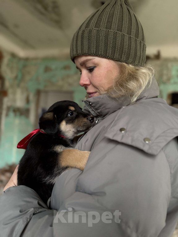 Собаки в Москве:  Невероятный медвежонок Барни  2 мес ждет новогоднего чуда-дом! Мальчик, Бесплатно - фото 6