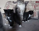 Кошки в Улане-Удэ: Отдам в хорошие руки красивых и умных котят 😻 Разнополые, Бесплатно - фото 4