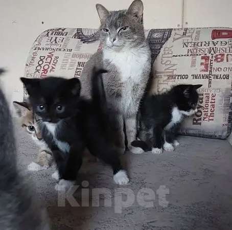 Кошки в Улане-Удэ: Отдам в хорошие руки красивых и умных котят 😻 Разнополые, Бесплатно - фото 4