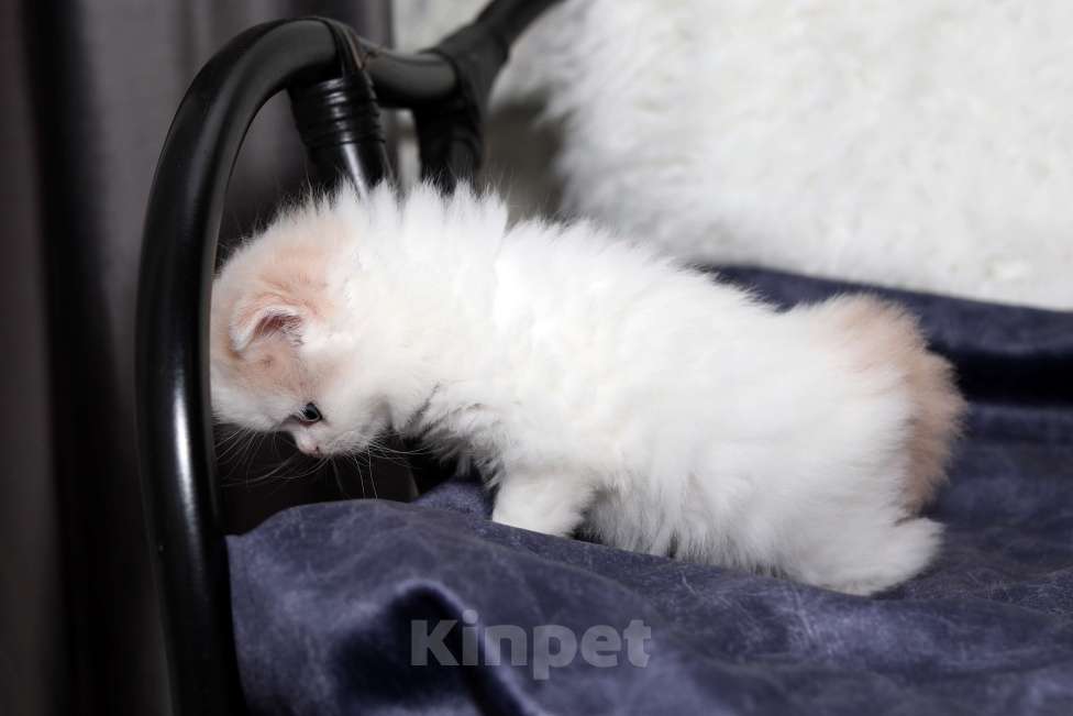 Кошки в Москве: шотландский кремовый мальчишка Мальчик, 30 000 руб. - фото 3