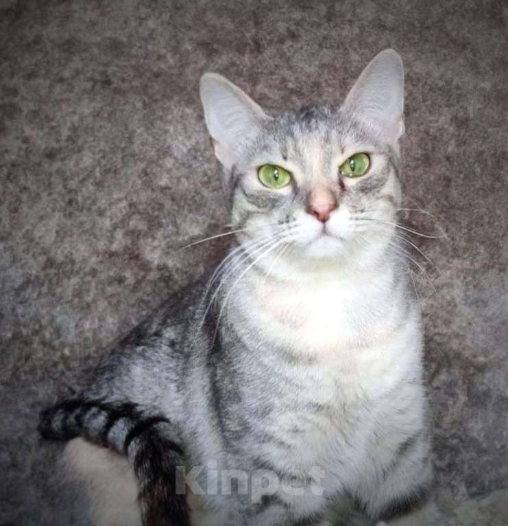 Кошки в Москве: Стеша, серебряная шубка. Молодая кошка в добрые руки. Девочка, Бесплатно - фото 5