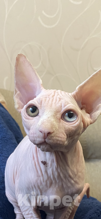 Кошки в Москве: Разноглазая Девочка, 20 000 руб. - фото 2