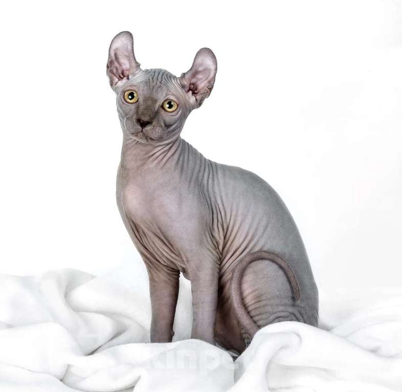 Кошки в Новокузнецке: Котенок Эльф Девочка, 25 000 руб. - фото 1