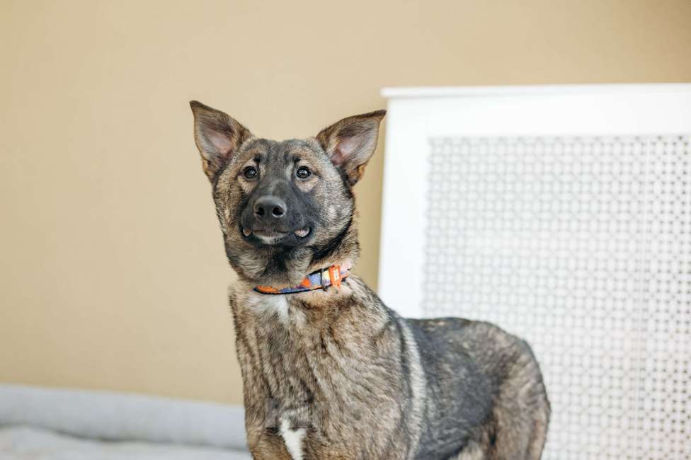 Собаки в Москве: Щенок метис бельгийкой овчарки Девочка, Бесплатно - фото 6