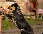 Собаки в Санкт-Петербурге: Киви из приюта в добрые руки Девочка, Бесплатно - фото 4