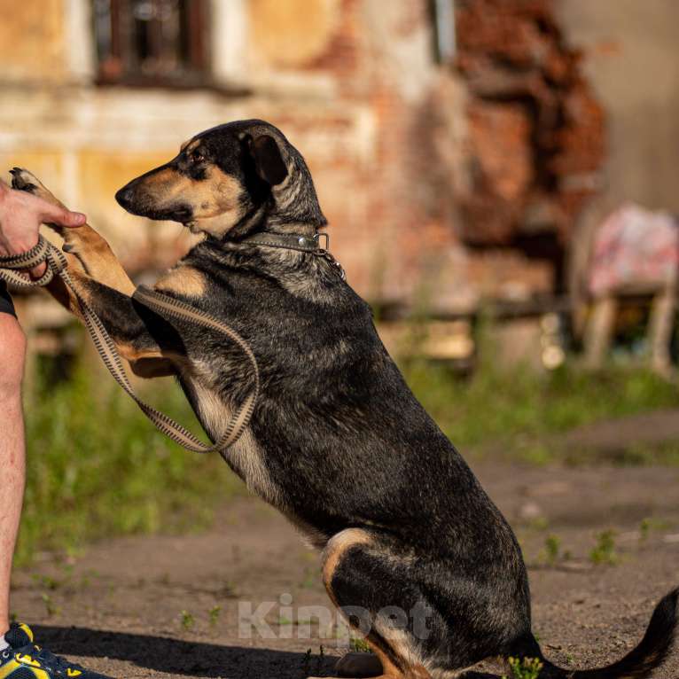 Собаки в Санкт-Петербурге: Киви из приюта в добрые руки Девочка, Бесплатно - фото 4