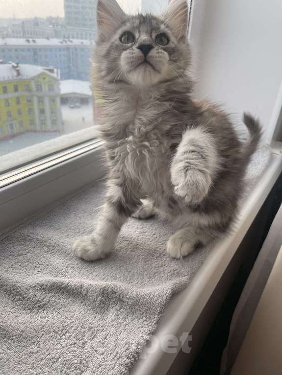 Кошки в Норильске: ** Котята Мейн Кун из питомника «Royal Lynx Legacy» *   ** Девочка, 35 000 руб. - фото 2